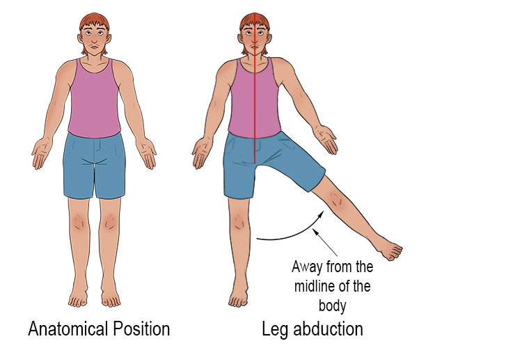 Abduction occurs at the leg if you lift a straight leg up and out to the sides away from the midline of the body.